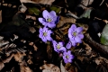 DSC_7911_hepatica_nobilis_sito