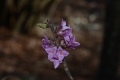 DSC_7918_dafne_mezereo_sito