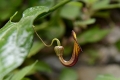 DSC_8554_tecoma_capensis_sito