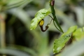 DSC_8561_tecoma_capensis_sito