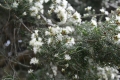 DSC_8595_melaleuca_sito