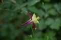 DSC_8803_aquilegia_sito