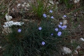 DSC_9721_aphillanthes_monspeliensis_sito