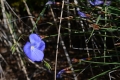 DSC_9877__linum_narbonense_sito