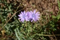 DSC_9958_lactuca_perennis_sito