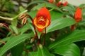 P1120493_gloxinia sylvatica_sito