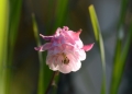 aquilegia_sito