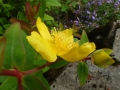 p1030086_hypericum-subsessile_sito