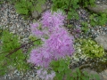 p1040417_thalictrum-aquilegifolium_sito