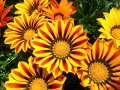 p1090124_dettaglio-gazania_sito