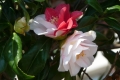 p1090131_camelia-gemellata_sito