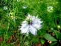 p1100080_nigella-damascena_sito