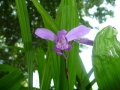 p1100311_bletilla-striata_sito