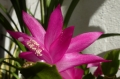 p1100714_schlumbergera_sito