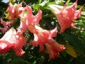 p1110896_sabba_sito