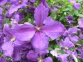 p1120786_clematis-achill_sito
