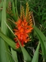 p1120948_crocosmia_sito