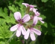 pelargonio_sito