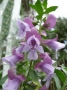 prostanthera-magnifica_corretta_gb_london2010_sito