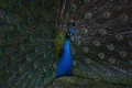 dsc_6263_sito