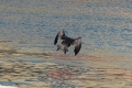 dsc_7976_sito