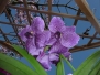 orchidee_bellissime