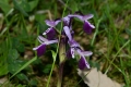 DSC_0077_orchis_longicornu_sito