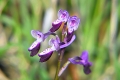 DSC_0093_orchis_longicornus_sito