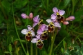 DSC_0272_Ophrys_Ophrys_tenthredinifera_Willd_sito