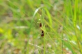 DSC_1374_ophrys_insectifera_sito