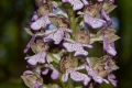 DSC_1527_orchisPurpurea_sito