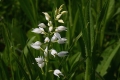 DSC_3308_cephalantera_longifolia_sito