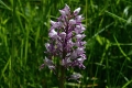 DSC_3310_orchis_militaris_sito