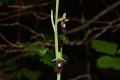 DSC_3383_ophrys_insectifera_sito