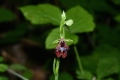 DSC_3385_ophrys_insectifera_sito