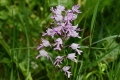 DSC_3420_orchis_militaris_sito