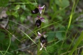 DSC_3601_ophrys_lunulata_sito