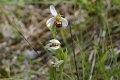 DSC_3602_ophrys_apifera_sito