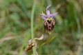 DSC_3607_ophrys_fuciflora_sito