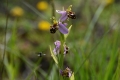 DSC_3621_ophrys_apifera_sito