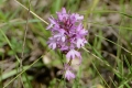 DSC_3626_Anacamptis_pyramidalis_sito