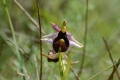 DSC_3632_ophrys_lunulata_sito