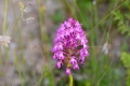 DSC_3639_Anacamptis_pyramidalis_sito