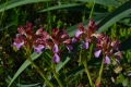 DSC_9855_Orchis_papilionacea_sito