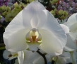 orchi-bianca_phalaenopsis_sito