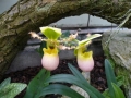 orchidee5_sito