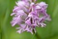 dsc_3552_orchis