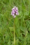 dsc_3557_orchis