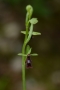 dsc_3623_ophrys