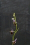 dsc_3706_ophrys